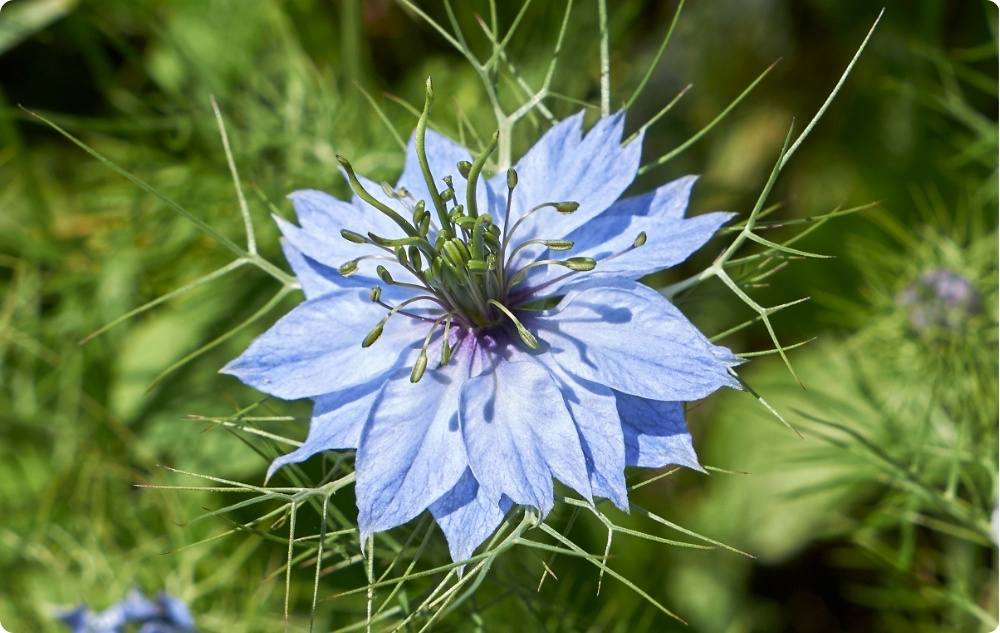 Mihin Mustakuminaöljy auttaa?