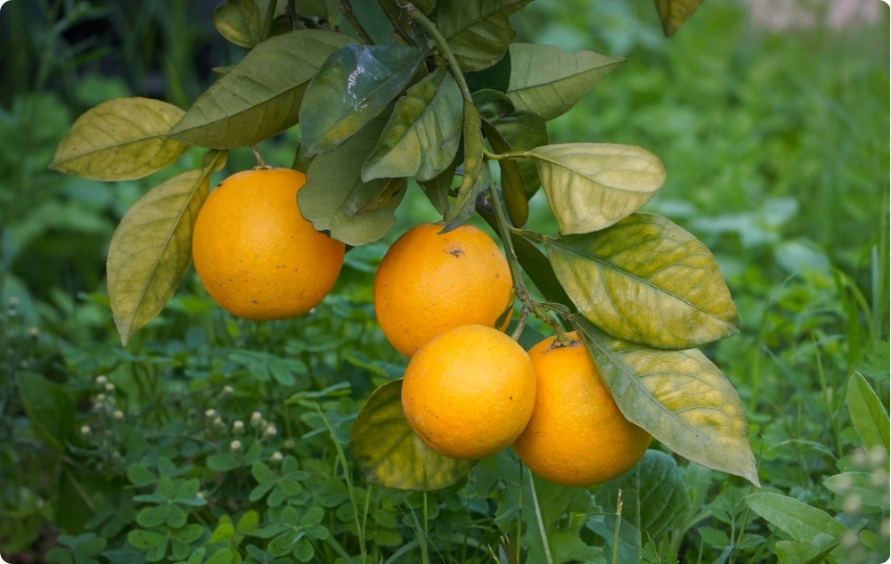 Mihin Klementiinin Eteerinen öljy auttaa?