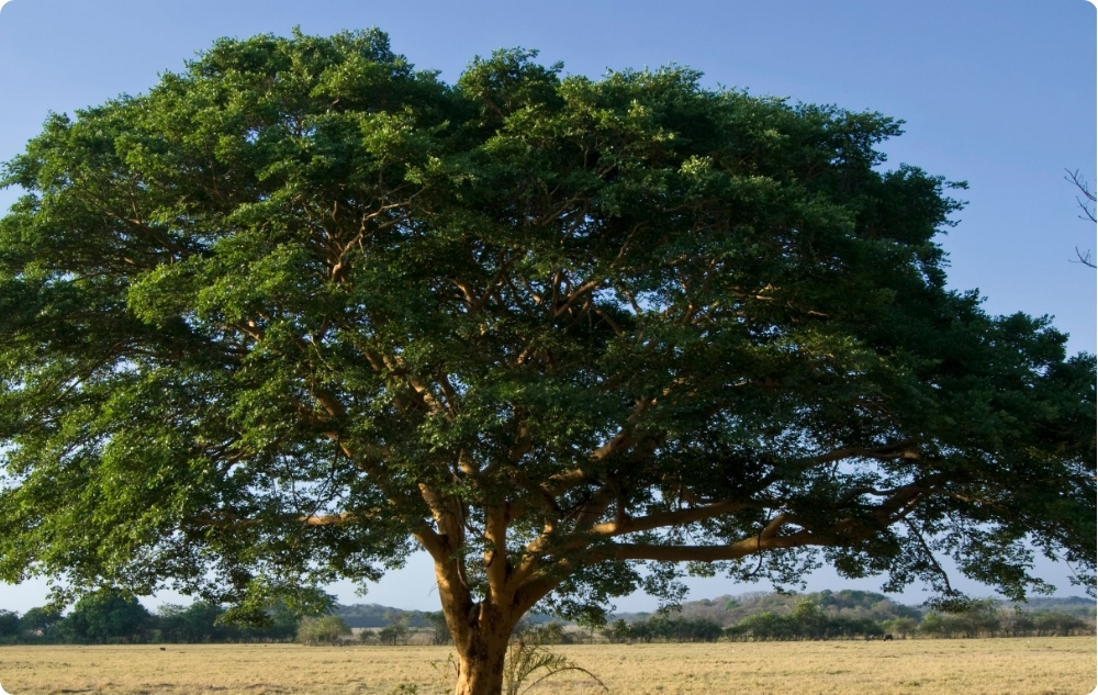 Mihin Copaiba-eteerinen öljy auttaa?