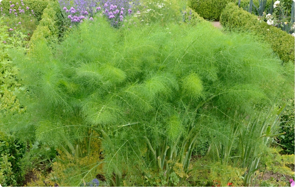 Mihin Tillin Eteerinen öljy auttaa?