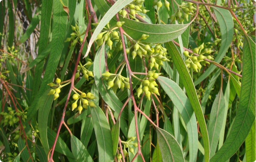 Mihin Eucalyptus Citriodora -eteerinen öljy auttaa?