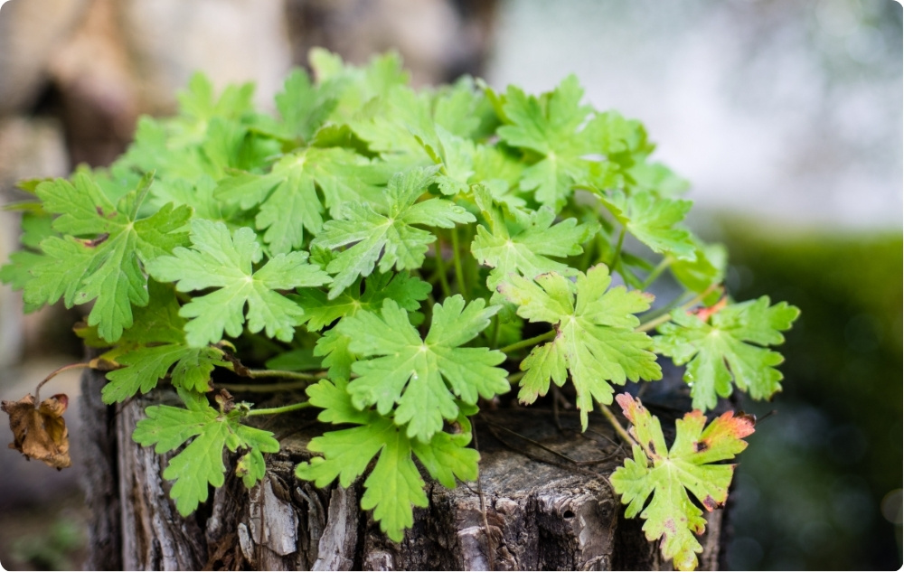 Mihin Geraniumin Kukkavesi auttaa?