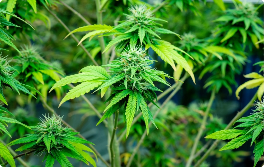 Mihin Hampunsiemenöljy auttaa?