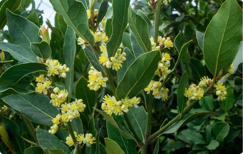 Mihin Laakerinlehden Eteerinen öljy auttaa?