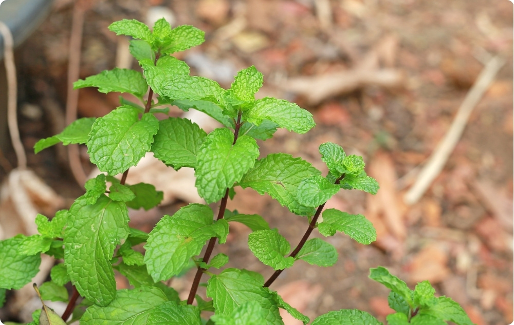 Mihin Sitruunamelissan Kukkavesi auttaa?