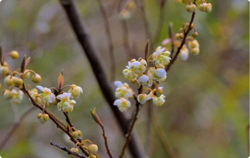 Mihin Litsea Cubeba -eteerinen öljy auttaa?