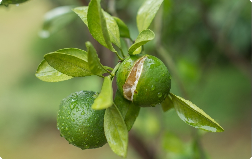 Mihin Mandariinin Eteerinen öljy auttaa?