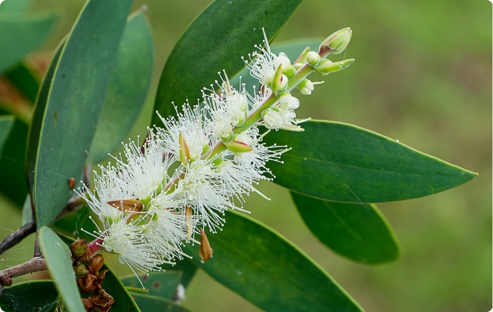 Mihin Niaouli Eteerinen öljy auttaa?