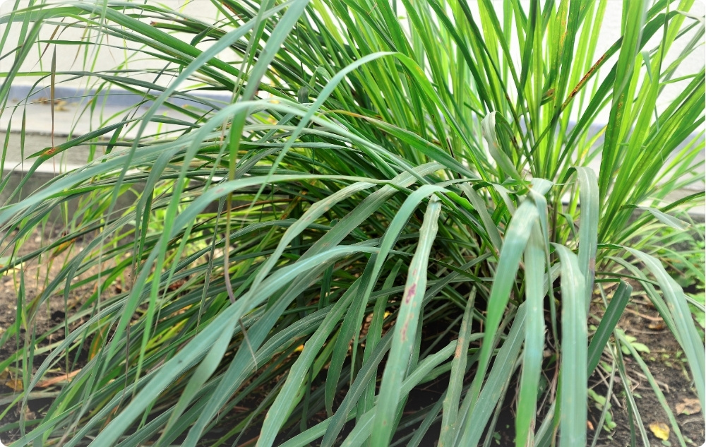 Mihin Palmarosa-eteerinen öljy auttaa?