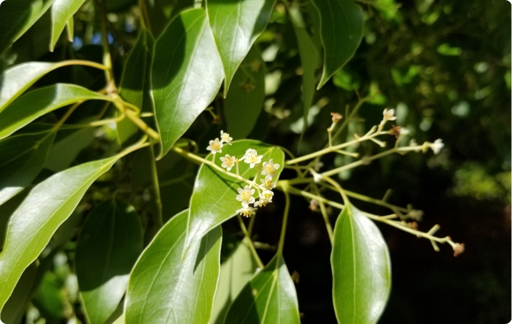 Mihin Ravintsaran Eteerinen öljy auttaa?