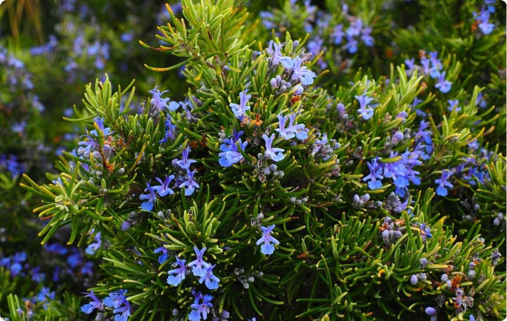 Mihin Rosmariini Cineoli -eteerinen öljy auttaa?