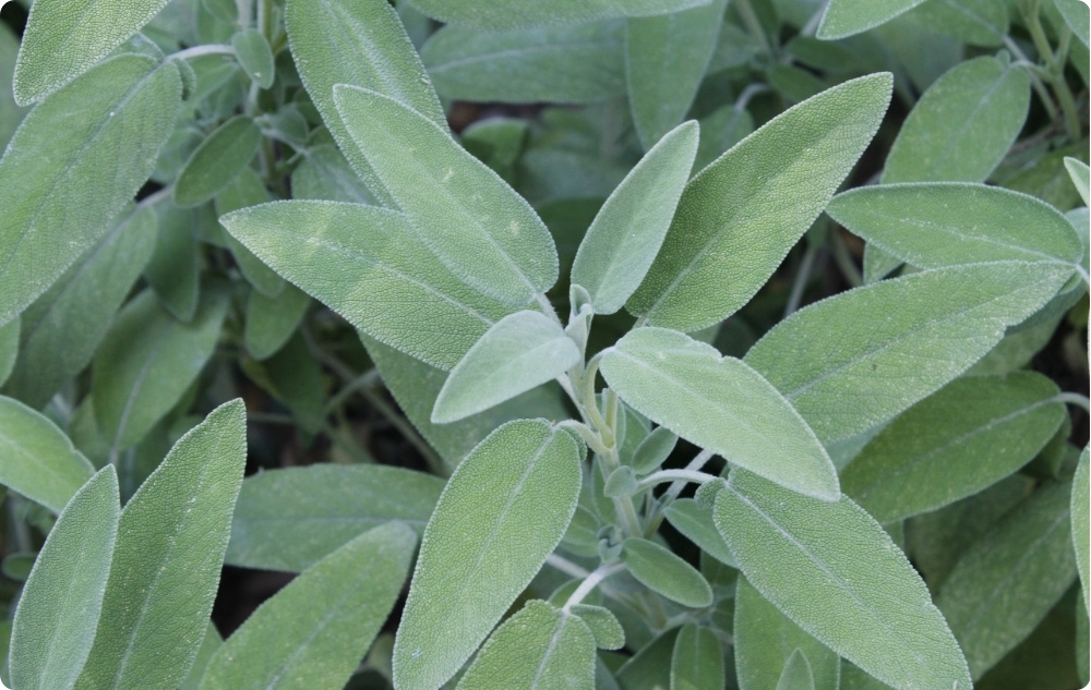 Mihin Salvian Eteerinen öljy auttaa?