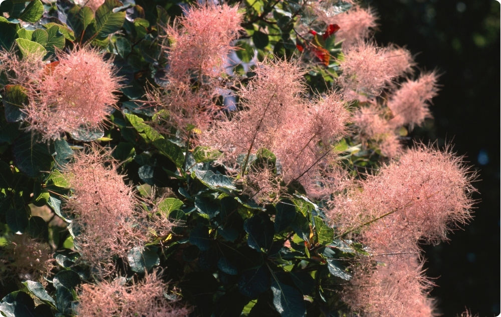 Mihin Peruukkipensas -kukkavesi auttaa?