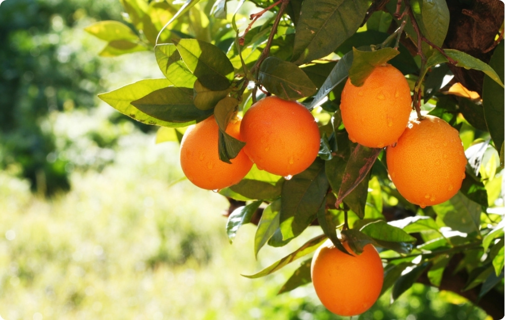 Mihin Makean Appelsiinin eteerinen öljy auttaa?