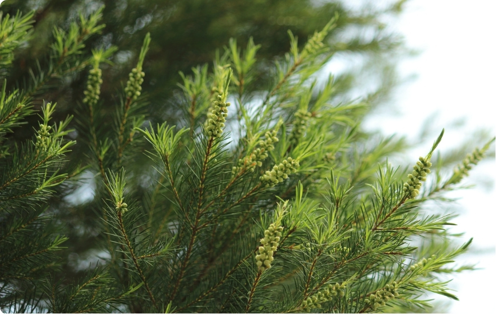 Mihin Teepuun Eteerinen öljy auttaa?