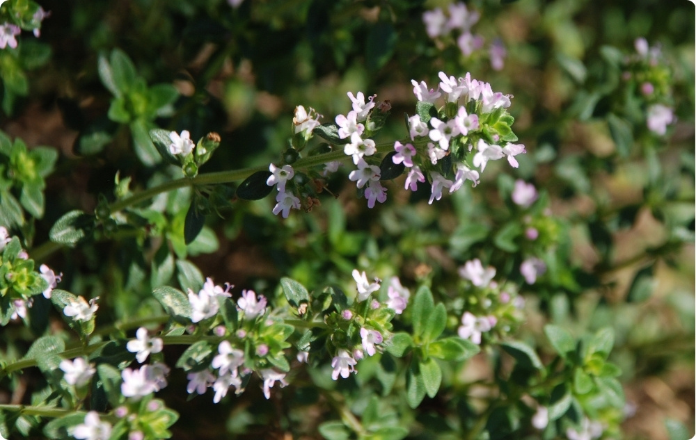 Mihin Timjami-Tymoliöljy auttaa?