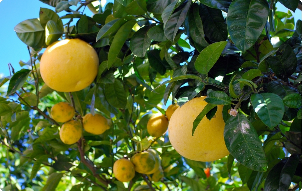 Mihin Valkoinen Greippi Eteerinen öljy auttaa?