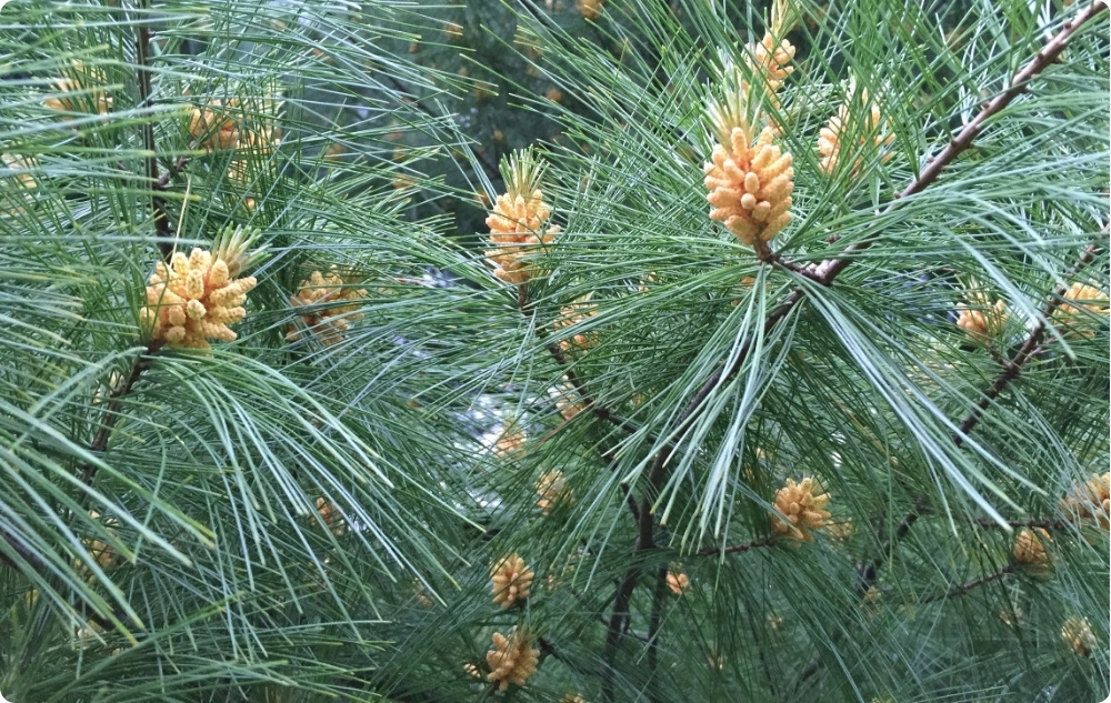 Miksi valitsimme Makean Mantelin, Valkoinen Mänty ja Valkoinen Jalokuusi Eteeriset öljyt?