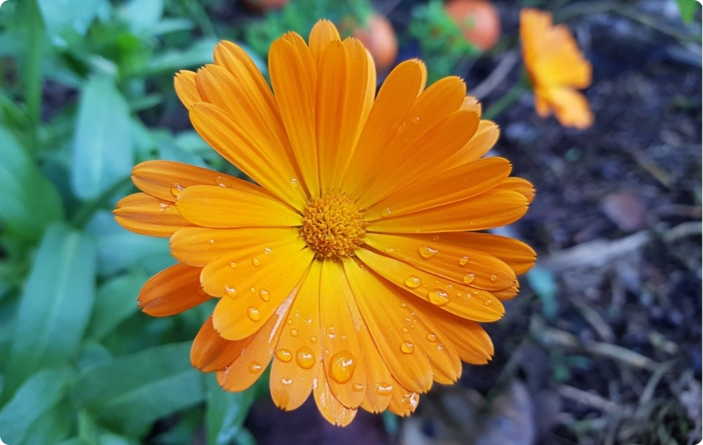 Elvyttävä Lemmikkivoide Kehäkukkalla - 40ml