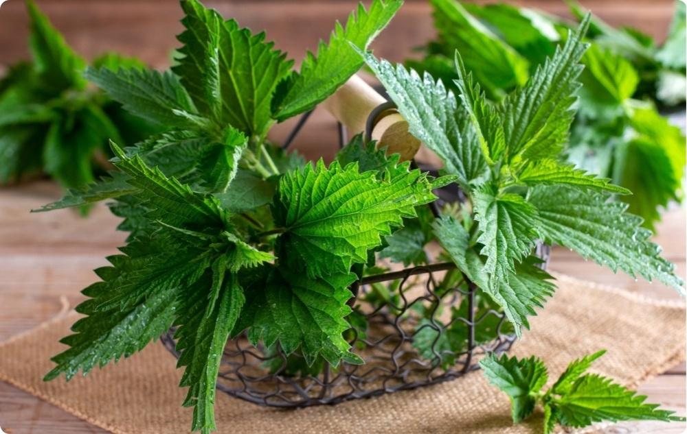 Voide Nivel kanssa Raunioyrtin ja Nokkosen - 40ml