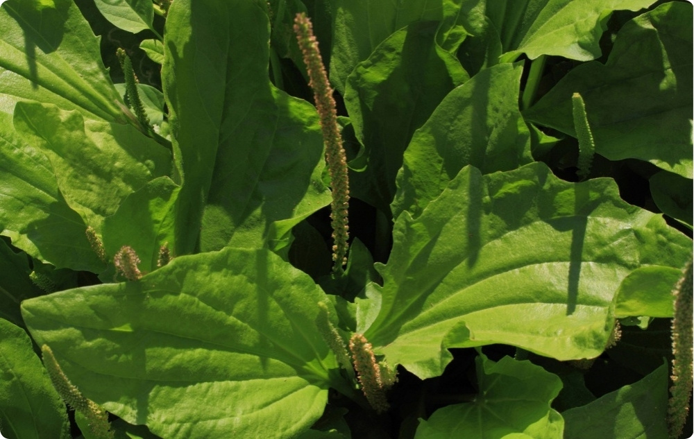 Anti-ärsytys Lemmikkieläin Balsami, Jossa Piharatamo - 40ml